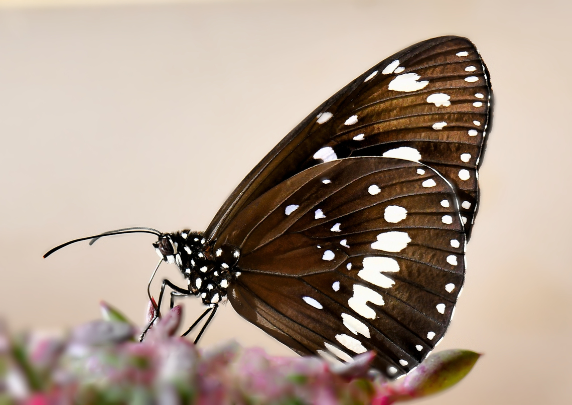 Euploea core ssp. corinna NB: image has been turned for more detail. Butterfly was head-up, hanging vertically.  Australia,Common Crow,Euploea core,Geotagged,Lepidoptera,Nymphalidae,Oleander butterfly,Summer,arthropod,fauna,insect,invertebrate,macro,new south wales