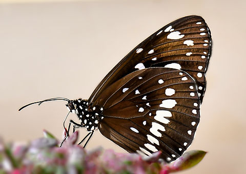 Euploea core ssp. corinna NB: image has been turned for more detail. Butterfly was head-up, hanging vertically.  Australia,Common Crow,Euploea core,Geotagged,Lepidoptera,Nymphalidae,Oleander butterfly,Summer,arthropod,fauna,insect,invertebrate,macro,new south wales