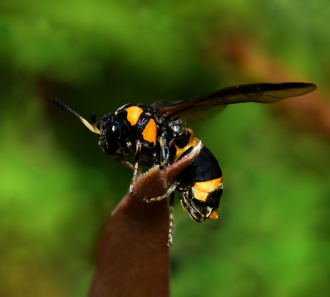 Syrphid sawfly ascension I happened to catch this little sawfly just before it took off. <br />
<br />
This is specifically the bottlebrush sawfly, Pterygophorus cinctus.<br />
<br />
Despite the common name, sawflies are not flies. They sit within order Hymenoptera, but within a separate suborder to wasps/ants/bees, namely Symphyta.<br />
<br />
Sawflies do not possess the distinctive thin waist of the other hymenopterans, nor do they possess a sting. The common name comes from the female&#039;s saw-like egg-laying tube, which she uses to make a slit in a plant leaf or stem, into which she lays her eggs. <br />
<br />
Our Australian sawfly larvae feed mainly on native trees and shrubs, such as eucalypts, paperbarks and bottlebrushes (although a small number of species are parasitic).<br />
<br />
15 mm body length.<br />
<br />
Image of larvae: <br />
<figure class="photo"><a href="https://www.jungledragon.com/image/112587/bottlebrush_sawfly_larvae.html" title="Bottlebrush sawfly larvae"><img src="https://s3.amazonaws.com/media.jungledragon.com/images/3314/112587_thumb.jpg?AWSAccessKeyId=05GMT0V3GWVNE7GGM1R2&Expires=1767225610&Signature=XHGD4%2BUvQETp08tQqBcoJvf%2FzlE%3D" width="134" height="152" alt="Bottlebrush sawfly larvae Seen feeding on Callistemon citrinus. This grouping was on both sides of the leaf, you can just see the others poking up behind. I found it interesting that the two sets on either side had remained in sync, reducing the leaf at equal speeds. <br />
<br />
Body length 10 mm<br />
<br />
Image of adult:<br />
https://www.jungledragon.com/image/147649/syrphid_sawfly_ascension.html Australia,Bottlebrush sawfly,Fall,Geotagged,Hymenoptera,Pergidae,Pterygophorus cinctus,Symphyta,arthropod,autumn,bottlebrush sawfly,fauna,insect,invertebrate,macro,new south wales" /></a></figure> Australia,Bottlebrush sawfly,Geotagged,Hymenoptera,Pterygophorus cinctus,Summer,Symphyta,arthropod,insect,invertebrate,macro,new south wales,pergidae