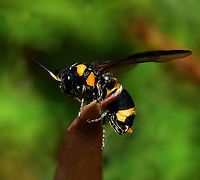 Syrphid sawfly ascension I happened to catch this little sawfly just before it took off. <br />
<br />
This is specifically the bottlebrush sawfly, Pterygophorus cinctus.<br />
<br />
Despite the common name, sawflies are not flies. They sit within order Hymenoptera, but within a separate suborder to wasps/ants/bees, namely Symphyta.<br />
<br />
Sawflies do not possess the distinctive thin waist of the other hymenopterans, nor do they possess a sting. The common name comes from the female's saw-like egg-laying tube, which she uses to make a slit in a plant leaf or stem, into which she lays her eggs. <br />
<br />
Our Australian sawfly larvae feed mainly on native trees and shrubs, such as eucalypts, paperbarks and bottlebrushes (although a small number of species are parasitic).<br />
<br />
15 mm body length.<br />
<br />
Image of larvae: <br />
https://www.jungledragon.com/image/112587/bottlebrush_sawfly_larvae.html Australia,Bottlebrush sawfly,Geotagged,Hymenoptera,Pterygophorus cinctus,Summer,Symphyta,arthropod,insect,invertebrate,macro,new south wales,pergidae