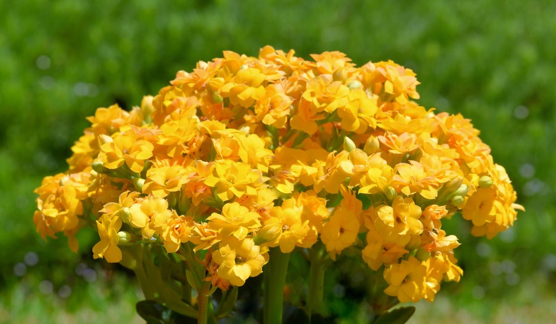 Flaming Katy Kalanchoe Pretty as a picture in the summer sunshine, Kalanchoe blossfeldiana is a delight. <br />
<br />
Common names include flaming Katy and Christmas kalanchoe. <br />
<br />
This plant is a native to Madagascar and enjoys the warm climate here in my location of Australia where they can remain growing in an outside area all year long. <br />
<br />
It is a glabrous, bushy, evergreen and perennial succulent plant. Growing to around 50 cm in height and the same in width. The individuals flowers are very small, just a couple of cm in diameter. <br />
<br />
<br />
 Australia,Crassulaceae,Flaming Katy,Flora,Geotagged,Kalanchoe blossfeldiana,Saxifragales,Summer,botany,flaming Katy,new south wales,yellow flowers