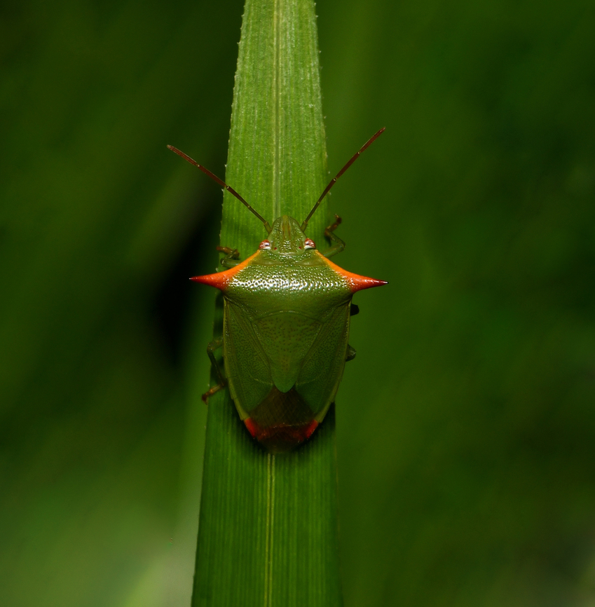 Avicenna inquinata shield bug Body length around 10 to 15 mm.<br />
<br />
Link to anterior/lateral shot of separate specimen:<figure class="photo"><a href="https://www.jungledragon.com/image/160206/avicenna_inquinata_shield_bug.html" title="Avicenna inquinata shield bug"><img src="https://s3.amazonaws.com/media.jungledragon.com/images/3314/160206_thumb.jpg?AWSAccessKeyId=05GMT0V3GWVNE7GGM1R2&Expires=1759968010&Signature=R%2F0NoH94fmxIkAHXqWMum%2BkWnCI%3D" width="200" height="158" alt="Avicenna inquinata shield bug NB: Not captive. <br />
<br />
Cool little shield bug with its colourful spines.<br />
<br />
This is a true bug. That is, one with piercing and sucking mouthparts. <br />
<br />
Around 10 - 15 mm in length.<br />
<br />
Link to dorsal shot of separate specimen: https://www.jungledragon.com/image/148449/avicenna_inquinata_shield_bug.html Australia,Avicenna inquinata,Geotagged,Hemiptera,Pentatomidae,Summer,arthropod,fauna,insect,invertebrate,macro,new south wales,shield bug,stink bug" /></a></figure>  Australia,Avicenna inquinata,Fall,Geotagged,Pentatomidae,arthropod,fauna,hemiptera,insect,invertebrate,macro,new south wales,shield bug,stink bug