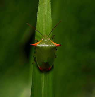 Avicenna inquinata shield bug Body length around 10 to 15 mm.

Link to anterior/lateral shot of separate specimen:https://www.jungledragon.com/image/160206/avicenna_inquinata_shield_bug.html  Australia,Avicenna inquinata,Fall,Geotagged,Pentatomidae,arthropod,fauna,hemiptera,insect,invertebrate,macro,new south wales,shield bug,stink bug