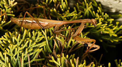 Pseudomantis albofimbriata I believe this is a pregnant female. She was 60 mm in length. 

This species has a distinctive dark spot on the femur of each raptorial foreleg, seen clearly in this image.  Australia,Fall,False garden mantis,Geotagged,Mantidae,Mantodea,Pseudomantis albofimbriata,arthropod,autumn,entomology,fauna,insect,invertebrate,macro,new south wales