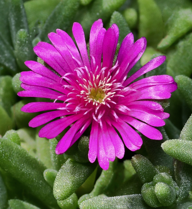 Ice plant A native of South Africa, Delosperma cooperi is known commonly as trailing ice plant. <br />
<br />
The common name of ice plant is given because the bladder-like hairs on the leaf surface reflect and refract light in a way that make it appear to sparkle like ice crystals. <br />
<br />
The flowers are the most brilliant aspect of this succulent plant, a great quantity of magenta/hot pink flowers are produced that often cover the entire site.<br />
<br />
Each individual flower is just 3 to 4cm in diameter. Aizoaceae,Australia,Caryophyllales,Delosperma cooperi,Geotagged,Summer,australia,botany,flora,ice plant,macro,new south wales,nsw