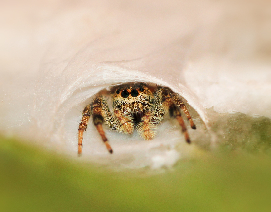 Jumping spider safe and snug Female Paraphidippus aurantius, commonly known as the golden jumping spider.<br />
<br />
Seen and photographed within her silken sanctuary, safe and snug. <br />
<br />
Around 5 mm body length.  Araneae,Fall,Geotagged,Paraphidippus aurantius,Pennsylvania,Salticidae,United States,arachnid,arthropod,autumn,golden jumping spider,invertebrate,macro
