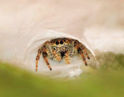 Jumping spider safe and snug Female Paraphidippus aurantius, commonly known as the golden jumping spider.

Seen and photographed within her silken sanctuary, safe and snug. 

Around 5 mm body length.  Araneae,Fall,Geotagged,Paraphidippus aurantius,Pennsylvania,Salticidae,United States,arachnid,arthropod,autumn,golden jumping spider,invertebrate,macro