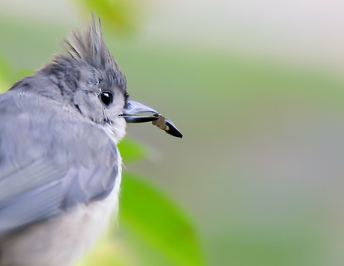 Tufted titmouse with seed  Aves,Baeolophus bicolor,Geotagged,Paridae,Passeriformes,Summer,Tufted Titmouse,United States,fauna,pennsylvania,vertebrate