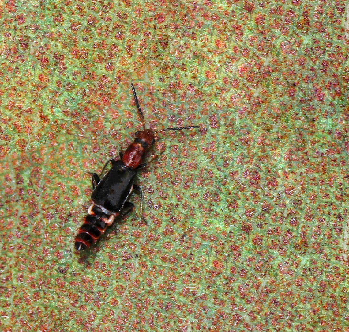 Carphurus soft-wing flower beetle Genus Carphurus, family Melyridae and sub-family Malachiinae. <br />
<br />
Body length 10 mm.  Australia,Carphurus,Coleoptera,Geotagged,Malachiidae,Malachiinae,Melyridae,Spring,arthropod,entomology,fauna,insect,invertebrate,macro,new south wales,soft-wing flower beetle