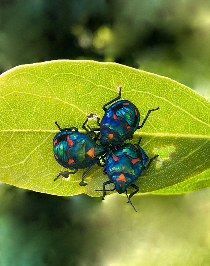Hibiscus harlequin nymph trio Harlequin bugs are true bugs with sucking and piercing mouth parts and are a common sight in this location. Singularly, or in large groupings, which is quite a sight to behold given the beautiful colours and patterns.<br />
<br />
Native to the east of this country. They feed on many species belonging to the family Malvaceae, including hibiscus species and cotton. The males and females are different colours, with the females mostly orange and the males mostly blue/green-red.<br />
<br />
Given their smaller size, these are probably nymphs. <br />
<br />
15 mm body length.  Australia,Coleoptera,Cotton Harlequin bug,Geotagged,Hemiptera,Hibiscus Harlequin Bug,Scutelleridae,Tectocoris diophthalmus,Winter,arthropod,fauna,insect,invertebrate,macro,new south wales