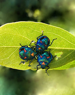 Hibiscus harlequin nymph trio Harlequin bugs are true bugs with sucking and piercing mouth parts and are a common sight in this location. Singularly, or in large groupings, which is quite a sight to behold given the beautiful colours and patterns.

Native to the east of this country. They feed on many species belonging to the family Malvaceae, including hibiscus species and cotton. The males and females are different colours, with the females mostly orange and the males mostly blue/green-red.

Given their smaller size, these are probably nymphs. 

15 mm body length.  Australia,Coleoptera,Cotton Harlequin bug,Geotagged,Hemiptera,Hibiscus Harlequin Bug,Scutelleridae,Tectocoris diophthalmus,Winter,arthropod,fauna,insect,invertebrate,macro,new south wales