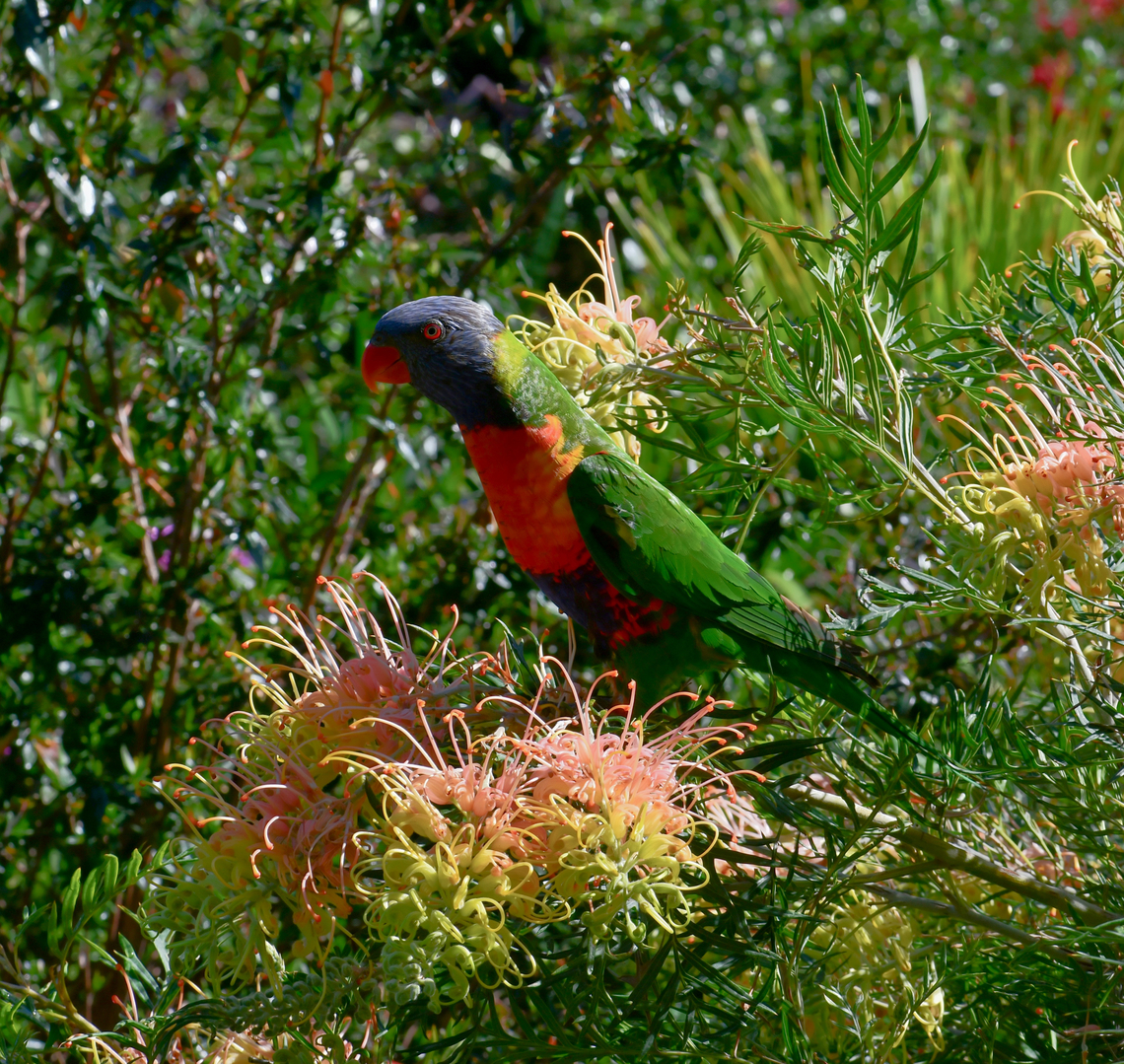 Rainbow lorikeet Enjoying the flowers of Grevillea. <br />
<br />
Around 25 cm length. Specifically subspecies T. m. moluccanus. Australia,Aves,Geotagged,Ornithology,Psittaciformes,Psittaculidae,Rainbow Lorikeet,Rainbow lorikeet,Trichoglossus moluccanus,Winter,fauna,new south wales,vertebrate