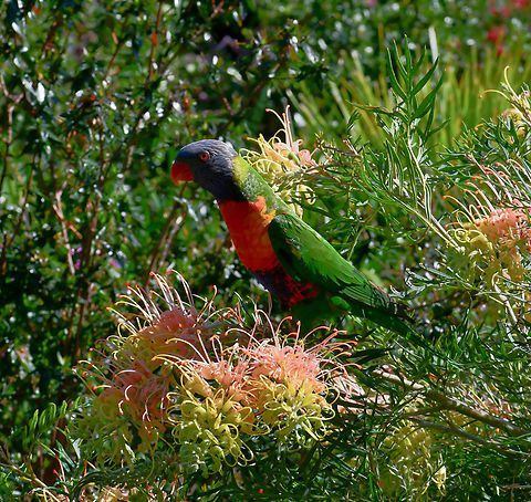 Rainbow lorikeet Enjoying the flowers of Grevillea. 

Around 25 cm length. Specifically subspecies T. m. moluccanus. Australia,Aves,Geotagged,Ornithology,Psittaciformes,Psittaculidae,Rainbow Lorikeet,Rainbow lorikeet,Trichoglossus moluccanus,Winter,fauna,new south wales,vertebrate