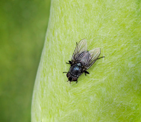 Blue fly beauty 'Beauty in common things'. The title of A. C. Chambers' 1874 book on biodiversity. 

How often we see flies, yet we must take a moment to appreciate their beauty and important place they hold within the natural world.

Calyptrate muscoid fly, superfamily Oestroidea (blow flies, bot flies, flesh flies and relatives).  Australia,Autumn,Calyptratae,Calyptrate muscoid fly,Diptera,Entomology,Fall,Geotagged,Oestroidea,Schizophora,arthropod,blue fly,fauna,insect,invertebrate,macro,new south wales