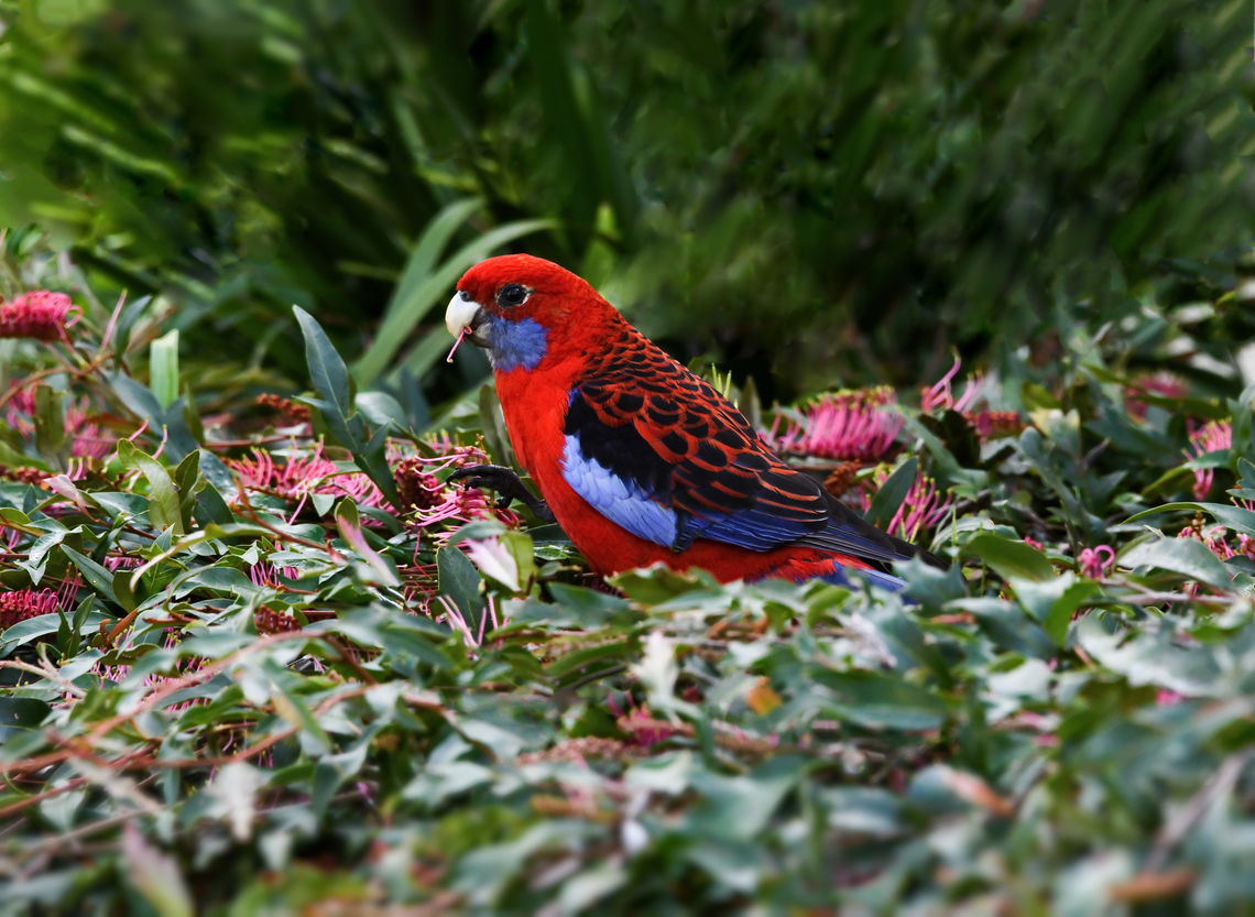 Crimson and blue beauty Beautiful crimson rosella enjoying the flowers of a prostrate Grevillea. <br />
<br />
These stunning parrots are native to the east and south-east of this country. <br />
<br />
Specifically sub-species Platycercus  elegans elegans. <br />
<br />
Around 35 cm in length.  Australia,Aves,Crimson Rosella,Crimson rosella,Geotagged,Platycercus elegans,Psittaciformes,Psittaculidae,fauna,new south wales,ornithology,spring,vertebrate