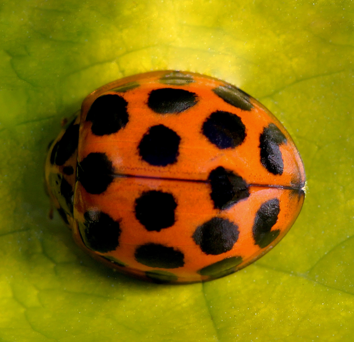 Harmonia conformis A native ladybird beetle of around 7 mm length.  Australia,Coccinellidae,Coleoptera,Geotagged,Harmonia conformis,Large Spotted Ladybird,arthropod,entomology,fauna,insect,invertebrate,macro,new south wales,spring