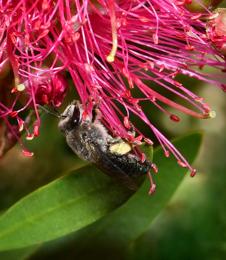 Leioproctus plumosus: Australian bee This species is commonly called the feathery Leioproctus bee. Yesterday, I watched tens of these - probably around a hundred - swarming over one of my Callistemon bottlebrush shrubs. <br />
<br />
These bees spend almost all year underground in tunnels that females dig in sandy soils. In spring, males and females begin flying, foraging and mating. <br />
<br />
Around 7 mm length.  Apoidea,Australia,Australian bee,Colletidae,Colletinae,Feathery Leioproctus Bee,Geotagged,Hymenoptera,Leioproctus plumosus,arthropod,entomology,fauna,feathery Leioproctus bee,insect,invertebrate,macro,new south wales,spring