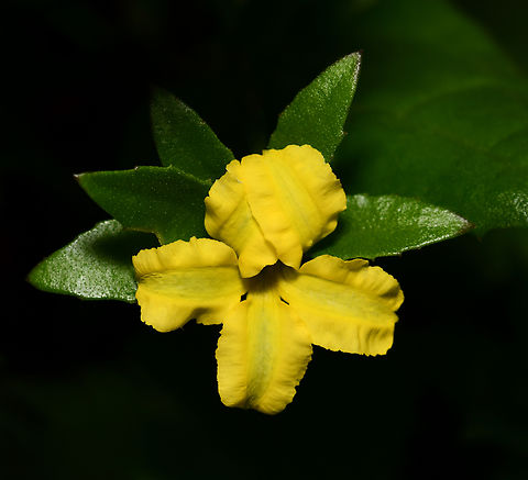 Goodenia ovata Australian native sprawling shrub/groundcover with cheery little yellow flowers. Widespread in all mainland states except Western Australia, usually in open forest and woodland.

Up to 2 m in height. This plant I came across was 50 cm in height and prostrate toward the new growth edges. 

 Asterales,Australia,Fall,Geotagged,Goodenia ovata,Goodeniaceae,Hop goodenia,autumn,botany,macro,nsw,yellow flower