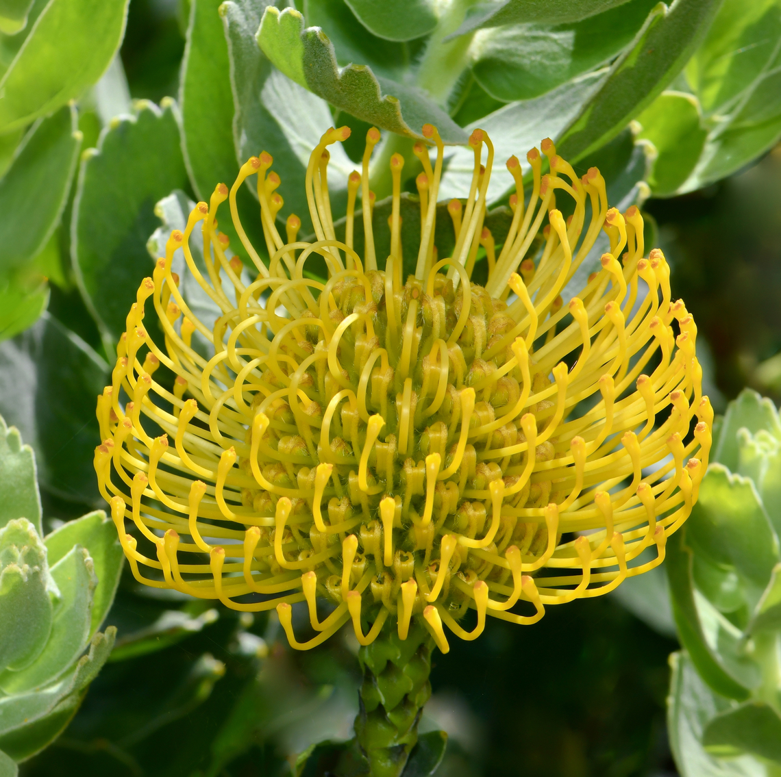 Leucospermum pincushion A native to South Africa and Zimbabwe. Leucospermum cordifolium is an upright, evergreen shrub in the family Protaceae.<br />
<br />
There are unique,  globe-shaped pincushion-type flowers produced. This one seen here is a relatively new flower and not yet fully matured. <br />
<br />
Growing 1 to 1.5 m in height. Flowers around 15 cm diameter. <br />
<br />
These plants like well-drained, nutrient-poor, sandy acidic soil and full sun.  Australia,Botany,Flora,Geotagged,Leucospermum cordifolium,Pincushion,Proteaceae,Proteales,macro,new south wales,spring,yellow flower