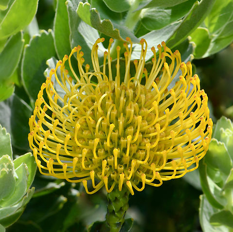 Leucospermum pincushion A native to South Africa and Zimbabwe. Leucospermum cordifolium is an upright, evergreen shrub in the family Protaceae.

There are unique,  globe-shaped pincushion-type flowers produced. This one seen here is a relatively new flower and not yet fully matured. 

Growing 1 to 1.5 m in height. Flowers around 15 cm diameter. 

These plants like well-drained, nutrient-poor, sandy acidic soil and full sun.  Australia,Botany,Flora,Geotagged,Leucospermum cordifolium,Pincushion,Proteaceae,Proteales,macro,new south wales,spring,yellow flower