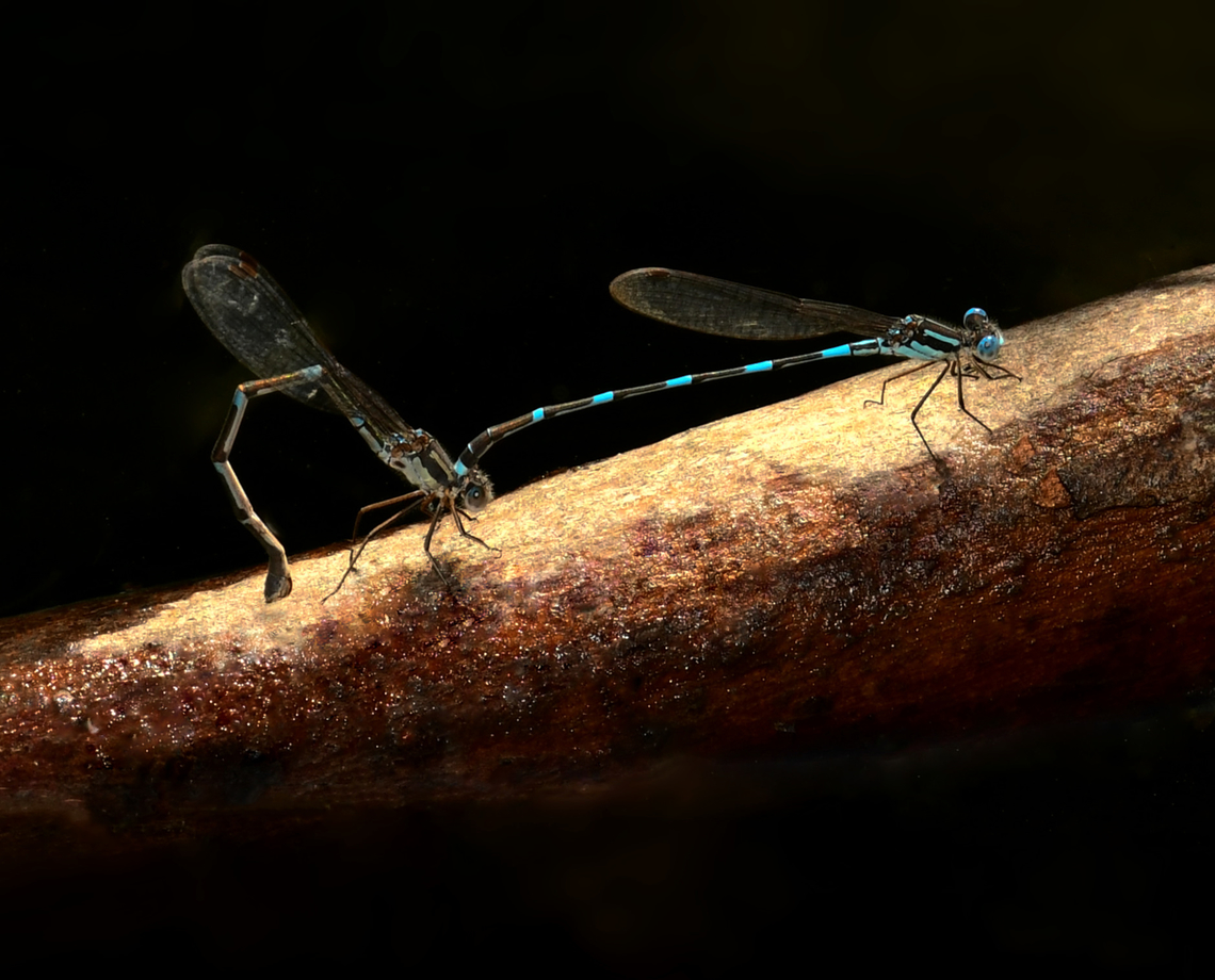 Damselfly coupling and courtship A wandering ringtail pair, coupling and courtship. The male is to the right, with brighter blue colouration. <br />
<br />
I watched them dance their way around, so pretty the flashes of bright blue against the dark, still water. <br />
<br />
Then, I took this shot as they came to rest on a half-submerged twig. <br />
<br />
Male 40 mm body length<br />
<br />
Australia,Austrolestes leda,Geotagged,Lestidae,Odonata,Wandering Ringtail,Zygoptera,arthropod,entomology,fauna,insect,invertebrate,macro,new south wales,spring