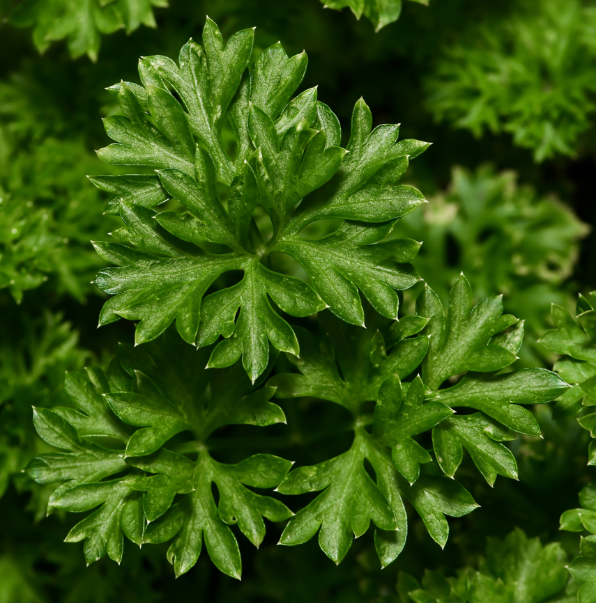 Parsley macro  Apiaceae,Apiales,Australia,Flora,Geotagged,Parsley,Petroselinum crispum,Summer,botany,macro,new south wales