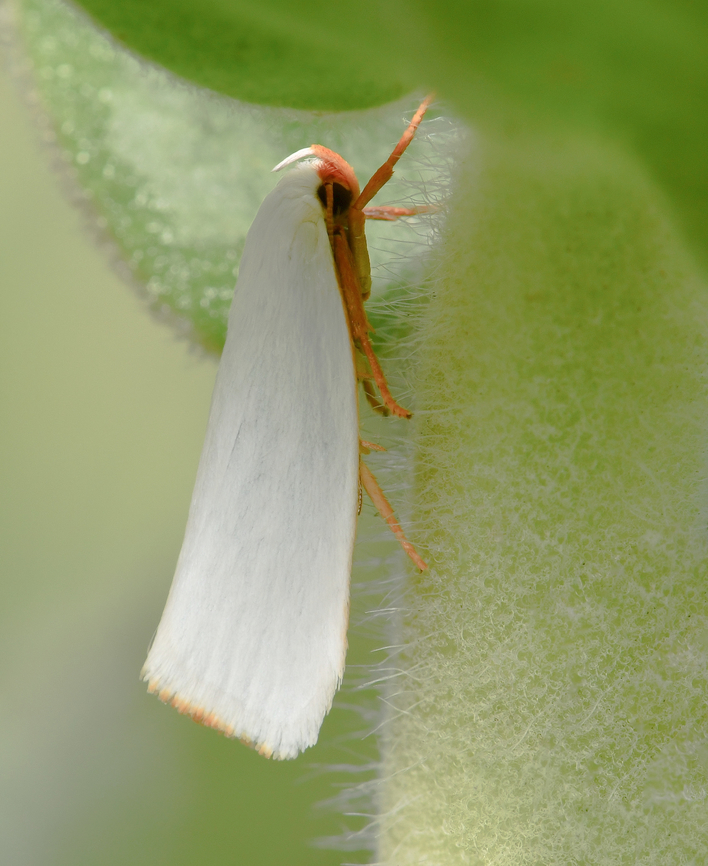 Tiniest timber moth No more than 10 mm in length, I spotted this beautiful timber moth, genus Xylorycta, at the time resting deep within Leptospermum cordifolium (Proteaceae).<br />
<br />
I learned that this genus can be found here in Australia and also in Africa and as their common name alludes, larvae bore in to branches of plants within Proteaceae. <br />
<br />
 Australia,Gelechioidea,Geotagged,Lepidoptera,Spring,Xylorycta,Xyloryctidae,arthropod,concealer moth,entomology,fauna,insect,invertebrate,macro,new south wales,timber moth