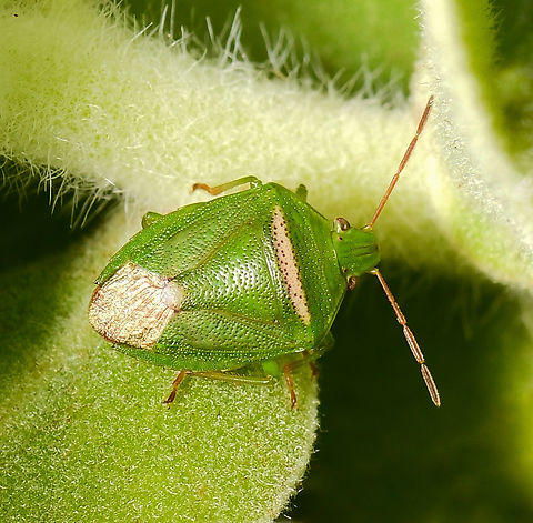 Ocirrhoe unimaculata stink bug I believe 10 or so species within genus Ocirrhoe are listed here in Australia. 

 Australia,Geotagged,Hemiptera,Ocirrhoe unimaculata,Pentatomidae,Spring,arthropod,entomology,fauna,insect,invertebrate,macro,new south wales,stink bug