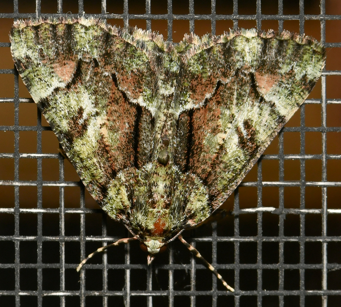 Tea-tree emerald moth Larvae have been observed feeding on various trees in family Myrtaceae, including Leptospermum polygalifolium and<br />
Melaleuca decussata.<br />
<br />
30 mm wingspan. A female, going by the antennae.  Aeolochroma metarhodata,Australia,Geometridae,Geometrinae,Geotagged,Lepidoptera,Spring,arthropod,entomology,fauna,insect,invertebrate,macro,new south wales,tea-tree emerald moth
