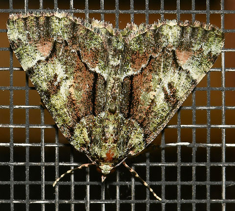 Tea-tree emerald moth Larvae have been observed feeding on various trees in family Myrtaceae, including Leptospermum polygalifolium and
Melaleuca decussata.

30 mm wingspan. A female, going by the antennae.  Aeolochroma metarhodata,Australia,Geometridae,Geometrinae,Geotagged,Lepidoptera,Spring,arthropod,entomology,fauna,insect,invertebrate,macro,new south wales,tea-tree emerald moth