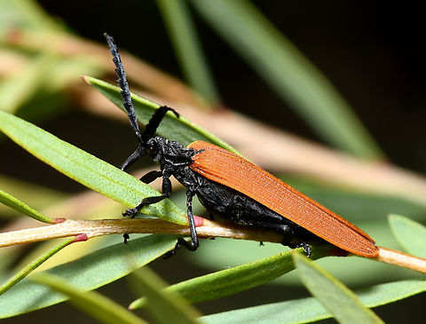 Long-nosed Lycid beetle Beetles within family Lycidae are commonly known as net-winged beetles.

This Australian species is known as the long-nosed Lycid beetle as it has elongated facial elements and mouthparts and it uses these to feed on nectar.

Porrostoma rhipidius, 20 mm body length.

Dorsal shot: https://www.jungledragon.com/image/156981/orange_net-winged_lycid_beetle.html Australia,Coleoptera,Entomology,Geotagged,Long-nosed Lycid Beetle,Lycidae,Porrostoma rhipidium,Spring,arthropod,fauna,insect,invertebrate,macro,new south wales