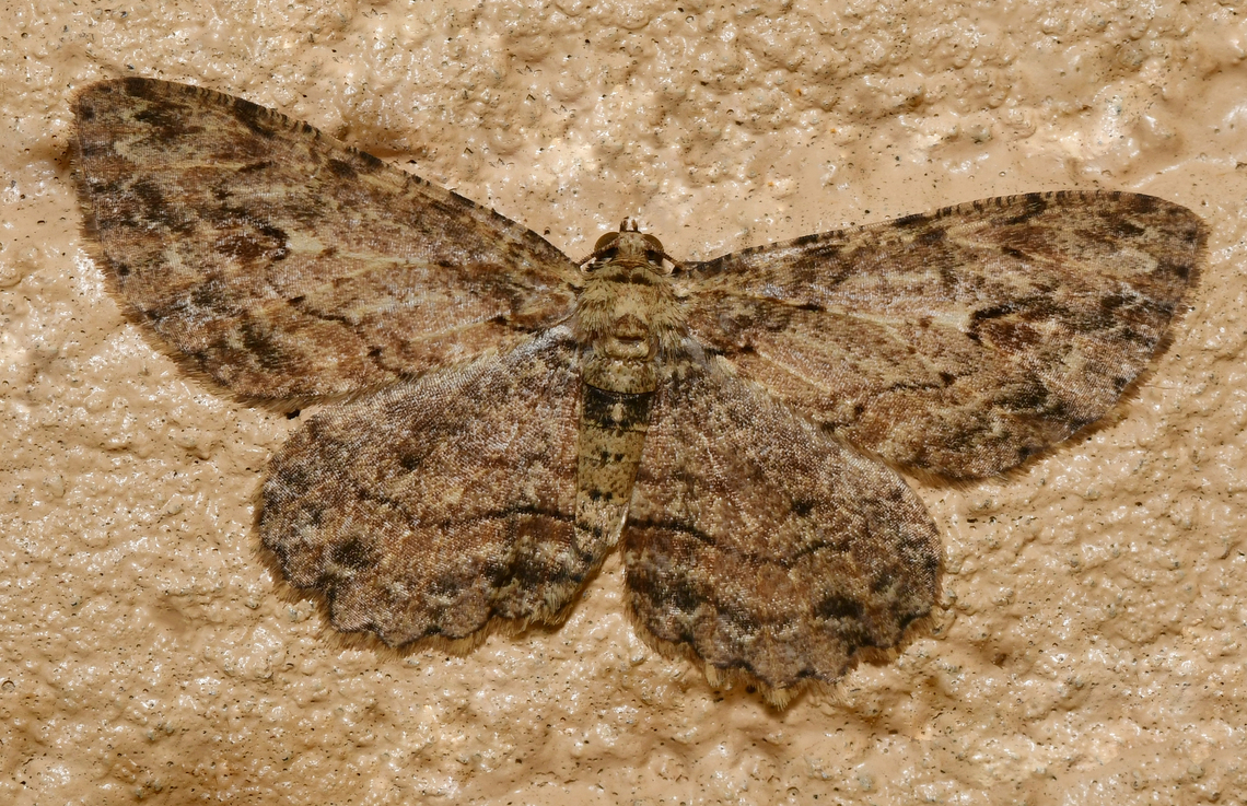 Small engrailed moth Ectropis sp. Within family Geometridae, mainly paleotropical. <br />
<br />
 Australia,Ectropis,Geometridae,Geotagged,Lepidoptera,Spring,arthropod,engrailed moth,entomology,fauna,insect,invertebrate,macro,new south wales