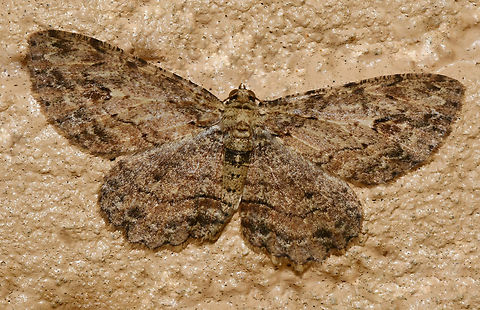 Small engrailed moth Ectropis sp. Within family Geometridae, mainly paleotropical. 

 Australia,Ectropis,Geometridae,Geotagged,Lepidoptera,Spring,arthropod,engrailed moth,entomology,fauna,insect,invertebrate,macro,new south wales