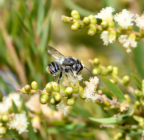 Megachile bee cutting myrtle petals This solitary bee is within genus Megachile and subgenus Eutricharaea. Many bees within family Megachilidae cut leaves, but here I watched this tiny bee cutting and taking petals. 

Tiny in size, between 5 and 10 mm length.  Australia,Eutricharaea,Geotagged,Hymenoptera,Megachile,Megachilidae,Spring,arthropod,bee,entomology,fauna,insect,macro,new south wales,solitary bee