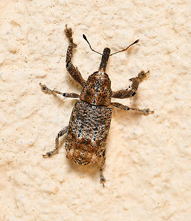 Elephant weevil dorsal Around 15 mm length.  Australia,Coleoptera,Curculionidae,Elephant Weevil,Geotagged,Orthorhinus cylindrirostris,Spring,arthropod,entomology,fauna,insect,invertebrate,macro,new south wales