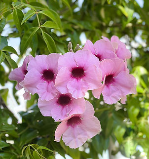 Australian Pandorea vine Also commonly known as bower of beauty and bower vine, flowering September through to March. 

 Australia,Bignoniaceae,Bower of beauty,Geotagged,Lamiales,Pandorea jasminoides,Spring,botany,bower of beauty,bower vine,flora,macro,new south wales,pink flowers