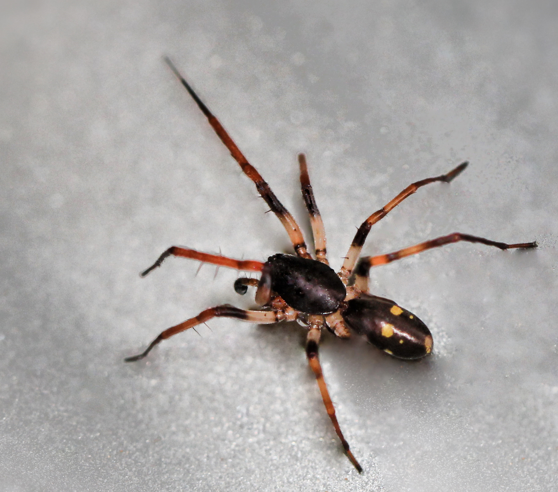 Speedy sac spider Lifting a rock, I saw this spider that promptly took off at lightning speed and I managed just one shot as it ran for fresh and safe cover. <br />
<br />
It is genus Leichhardteus, within family Corinnidae. Going by the pedipalp visible, perhaps a male. <br />
<br />
Mainly a leaf litter vagrant hunter found along our eastern coast from mid-north Queensland, through New South Wales and  down in to Victoria.<br />
<br />
No more than 10 mm body length.  Australia,Corinnidae,Coronnid sac spider,Geotagged,Leichhardteus,Macro,Spring,arachnid,arachnology,araneae,arthropod,fauna,invertebrate,new south wales