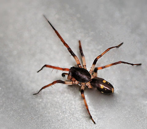Speedy sac spider Lifting a rock, I saw this spider that promptly took off at lightning speed and I managed just one shot as it ran for fresh and safe cover. 

It is genus Leichhardteus, within family Corinnidae. Going by the pedipalp visible, perhaps a male. 

Mainly a leaf litter vagrant hunter found along our eastern coast from mid-north Queensland, through New South Wales and  down in to Victoria.

No more than 10 mm body length.  Australia,Corinnidae,Coronnid sac spider,Geotagged,Leichhardteus,Macro,Spring,arachnid,arachnology,araneae,arthropod,fauna,invertebrate,new south wales