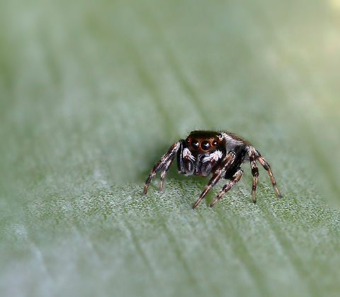 White garland jumping spider Until yesterday, I hadn't heard of this common name for Maratus scutulatus.

Male 5 mm length.   Araneae,Australia,Fall,Geotagged,Maratus scutulatus,Salticidae,arachnid,arachnology,autumn,fauna,invertebrate,macro,new south wales,white garland jumping spider