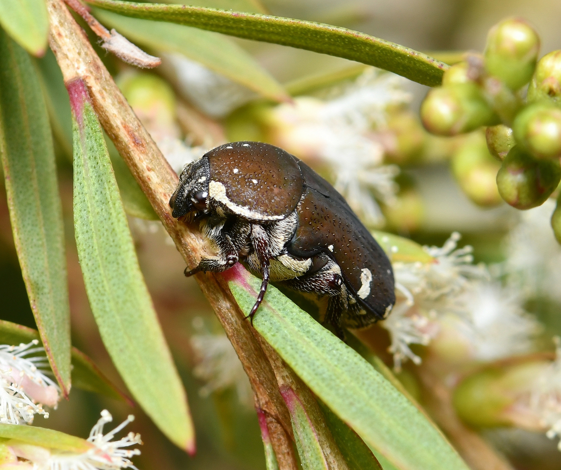 Glycyphana flower beetle I thought initially this was Glycyphana stolata, but examination of hind leg for protrusions in necessary to distinguish. It could also be Glycyphana brunnipes. <br />
<br />
 Australia,Cetoniinae,Cetoniini,Coleoptera,Geotagged,Glycyphana,Scarabaeidae,Spring,arthropod,flower beetle,insect,invertebrate,macro,new south wales