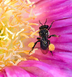 Saddlebags One of our micro-stingless bees, genus Tetragonula with pollen saddlebags on show. 

4 mm length Apidae,Australia,Geotagged,Hymenoptera,Spring,Tetragonula,arthropod,entomology,fauna,insect,invertebrate,macro,micro bee,new south wales,stingless bee