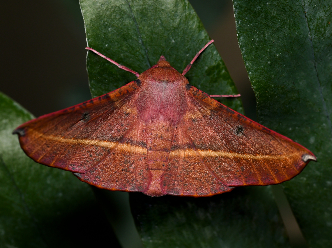 Hakea wine moth I came upon a lovely pink-bellied/hakea wine moth at rest.<br />
<br />
The caterpillars feed on various members of the plant family Proteaceae. <br />
<br />
Wingspan around 50 mm Australia,Geometridae,Geotagged,Hakea Wine moth,Lepidoptera,Oenochroma vinaria,Pink-bellied moth,Spring,arthropod,entomology,fauna,insect,invertebrate,macro,new south wales