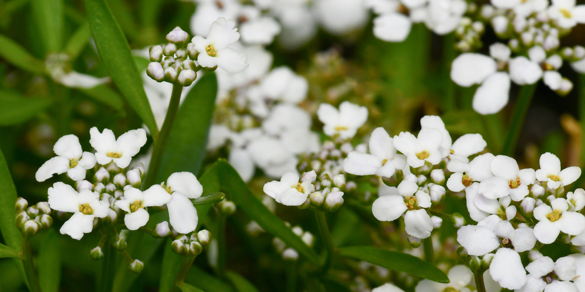 Iberis sempervirens Known commonly as  evergreen candytuft. The individual flowers are very small. Growing to around 30 cm in height.  Australia,Brassicaceae,Brassicales,Evergreen candytuft,Geotagged,Iberis sempervirens,Spring,botany,evergreen candytuft,flora,macro,new south wales,perennial candytuft,white flowers