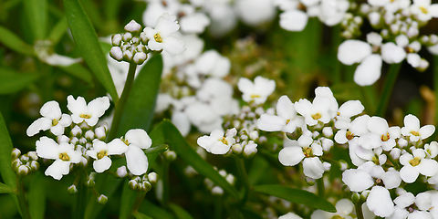 Iberis sempervirens Known commonly as  evergreen candytuft. The individual flowers are very small. Growing to around 30 cm in height.  Australia,Brassicaceae,Brassicales,Evergreen candytuft,Geotagged,Iberis sempervirens,Spring,botany,evergreen candytuft,flora,macro,new south wales,perennial candytuft,white flowers