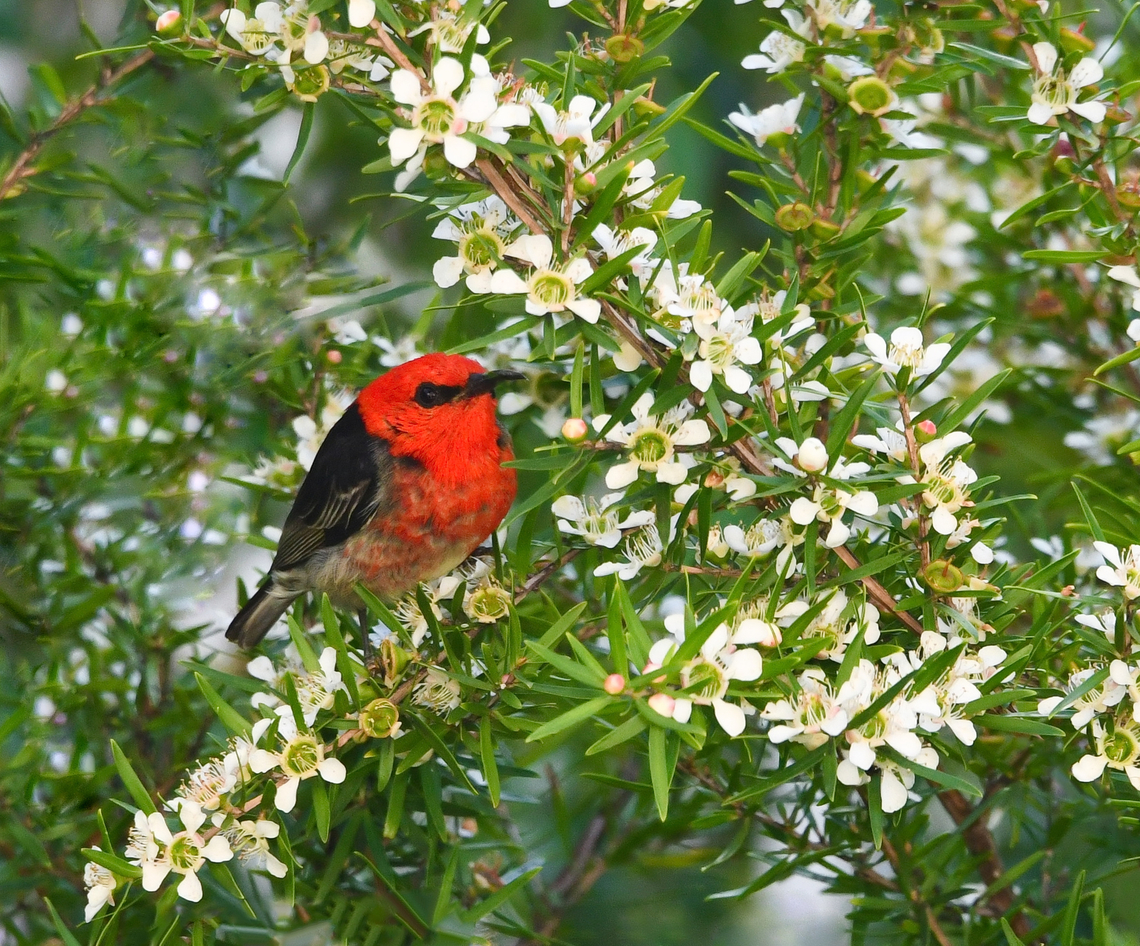 Australia's tiniest honeyeater The solitary scarlet myzomela is the smallest of all our honeyeaters here in Australia, at just 10 cm in length. So very small. This is a male. <br />
 Australia,Aves,Geotagged,Meliphagidae,Myzomela sanguinolenta,Passeriformes,Scarlet Honeyeater,Scarlet Myzomela,Spring,fauna,new south wales,scarlet myzomela,vertebrate