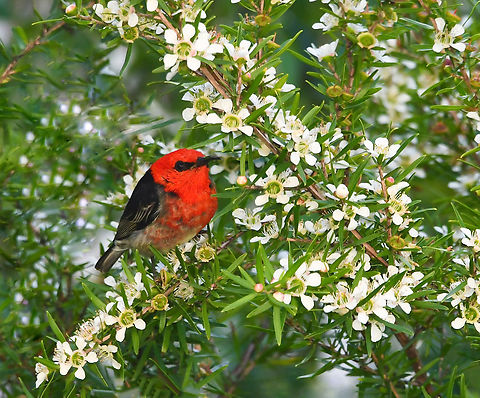 Australia's tiniest honeyeater The solitary scarlet myzomela is the smallest of all our honeyeaters here in Australia, at just 10 cm in length. So very small. This is a male. 
 Australia,Aves,Geotagged,Meliphagidae,Myzomela sanguinolenta,Passeriformes,Scarlet Honeyeater,Scarlet Myzomela,Spring,fauna,new south wales,scarlet myzomela,vertebrate