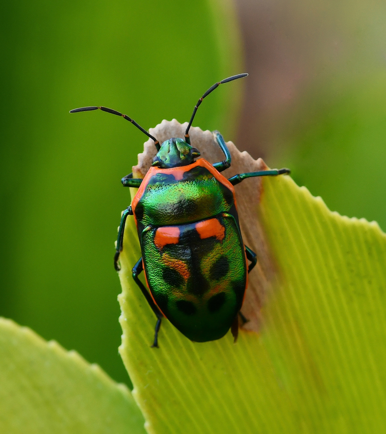 Nature's gems and jewels Jewel bug with lovely markings, colours and metallic sheen. <br />
<br />
15 mm length.  Australia,Geotagged,Hemiptera,Macro,Scutelleridae,Scutiphora pedicellata,Spring,arthropod,entomology,fauna,insect,invertebrate,jewel bug,metallic shield bug,new south wales,true bug