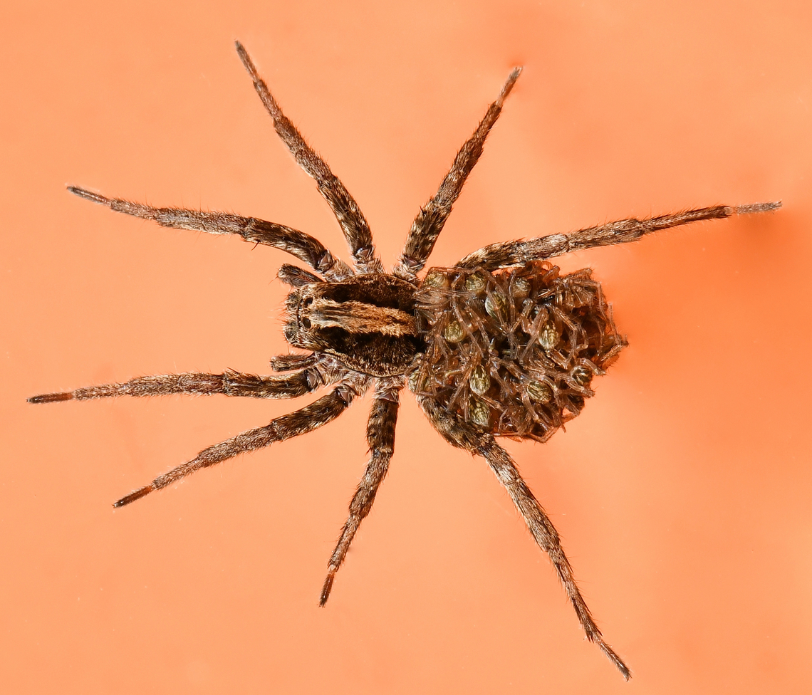 Wolf spider mother with babies Working my way through filling up the bird baths, I saw that a mother wolf spider with her babies on her back had fallen in to one of the baths. There she was, trying to break from the surface tension and climb the slippery sides with no luck. I took this floating shot, then placed her in a dry, covered area of the garden and was so happy to see her scurry off at speed to safety.<br />
<br />
These amazing mother spiders within family Lycosidae carry their babies like this for a couple of weeks or so after they have hatched. Fascinating maternal care from this group of arachnids.<br />
<br />
Genus Venatrix. Length around 10 mm.  Araneae,Australia,Geotagged,Lycosidae,Spring,Venatrix,Wolf Spider,arachnid,arachnology,arthropod,fauna,invertebrate,macro,new south wales,spider behaviour,spiderlings