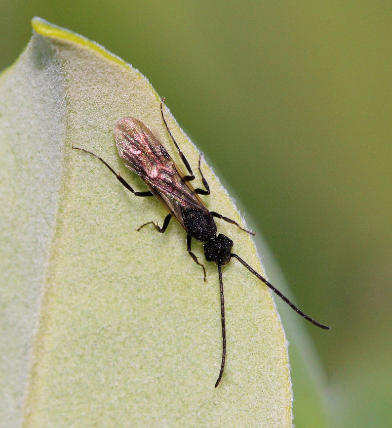 Rhytidoponera sp. winged pony ant  Australia,Formicidae,Geotagged,Hymenoptera,Rhytidoponera,arthropod,entomology,fauna,insect,invertebrate,macro,new south wales,pony ant,winged ant