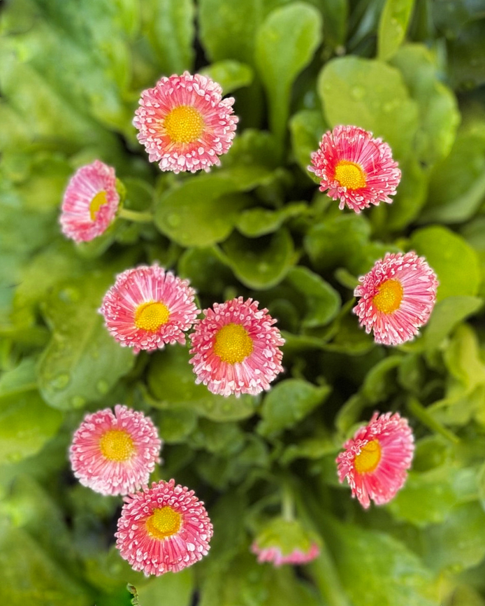Bellis perennis Each little flower 20 mm diameter, leaves up to 6 cm. Mass planting in a park.  Asteraceae,Asterales,Australia,Bellis perennis,Common daisy,Geotagged,Perennial,Spring,botany,daisy,flora,macro,new south wales